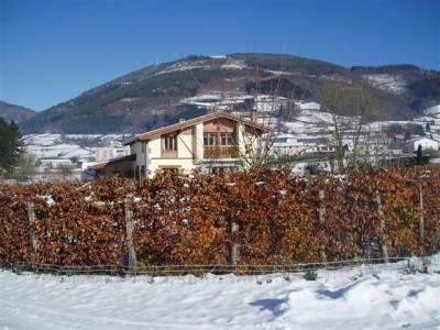 Seto de Haya en poca invernal en jardn privado, Berastegi