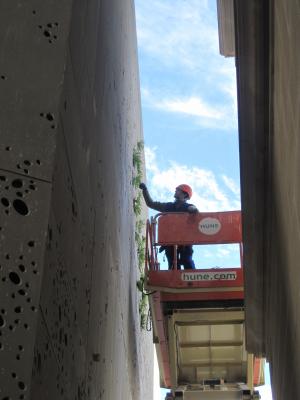 Renovacin del ajardinamiento y plantacin del muro vegetal del Museo San Telmo, Donostia