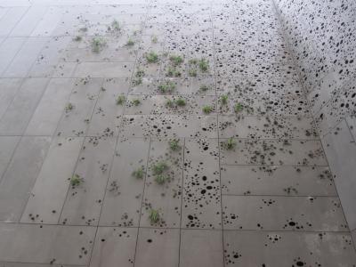 Renovacin del ajardinamiento y plantacin del muro vegetal del Museo San Telmo, Donostia