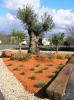 Jardn de empresa con trabajo de cermica triturada y olivo,  Donostia